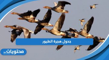 جدول هجرة الطيور 1445 وعدد الطيورالمهاجرة في السعودية